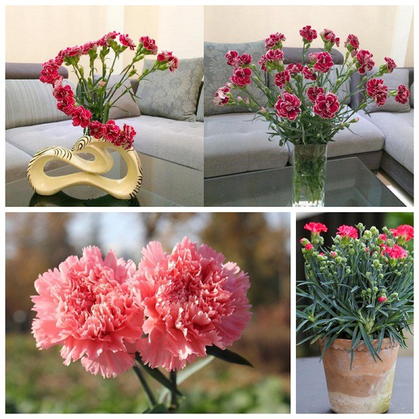 Carnations flower seed
