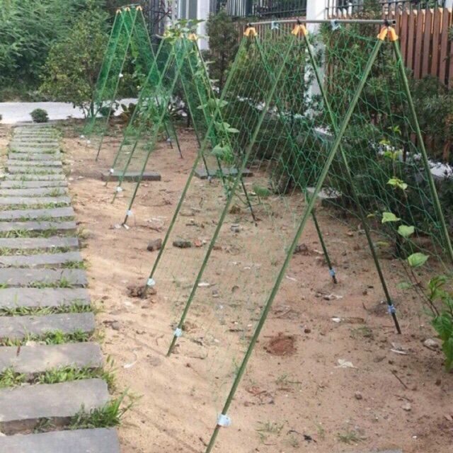 Lưới giàn dây leo Rosa có viền biên đóng khoen (2m x 3m)