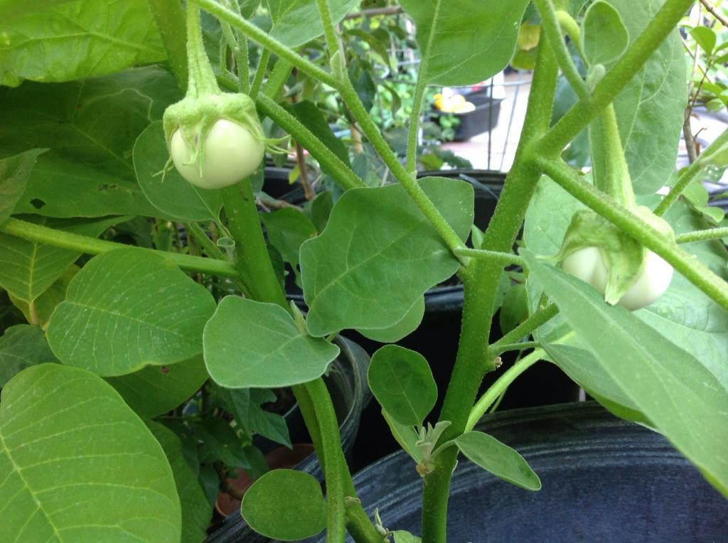 White Ca Phao Seeds F1 - 4 Season Ca Phao - 2Gr Pack