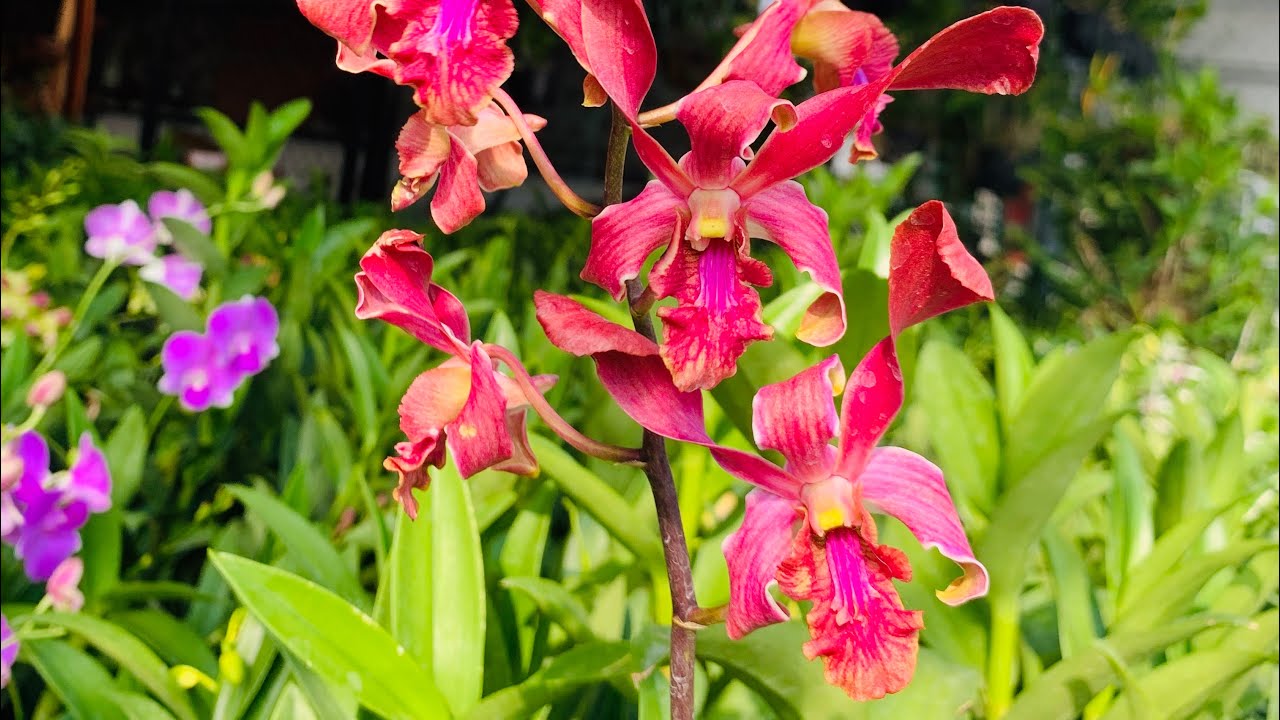 HOA LAN DENRO SING ĐỎ