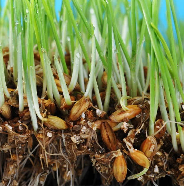 Hạt giống cỏ lúa mì cho chim ( cỏ lúa mỳ cho thú cưng )( gói20gr )
