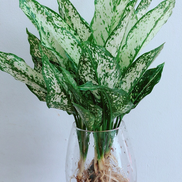 Chậu Ngọc Ngân Thuỷ Sinh