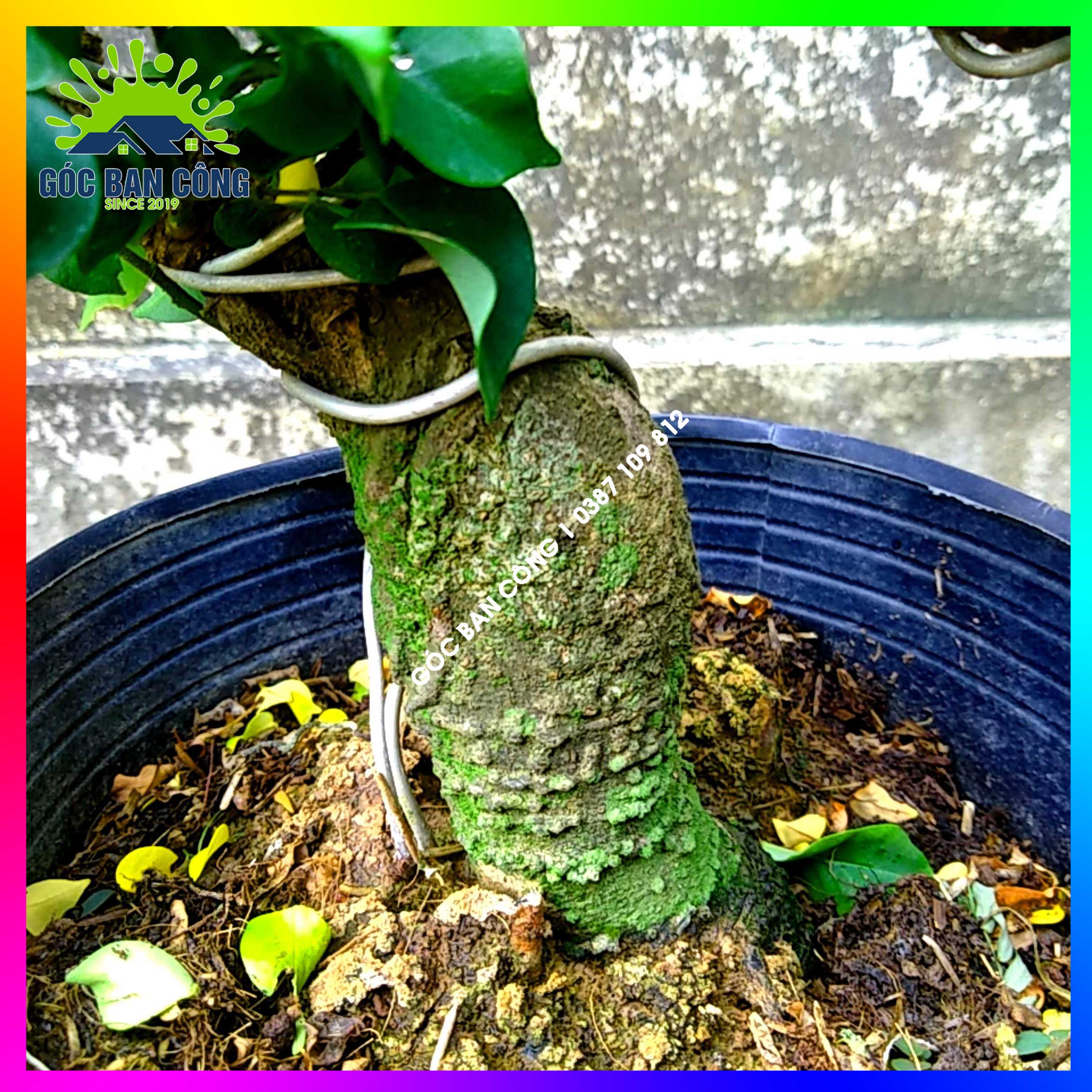 Cây Khế Bonsai Mini Gốc Quái - KBS05