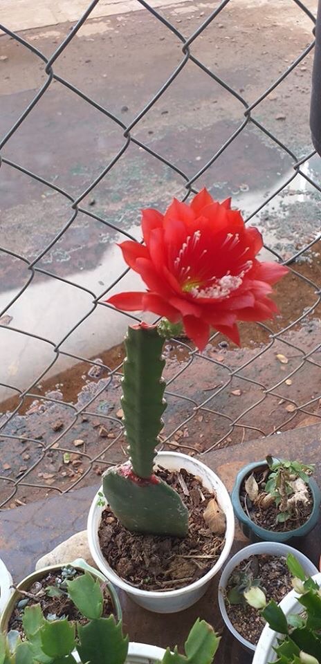 CÂY GIÔNG HOA NHẬT QUỲNH