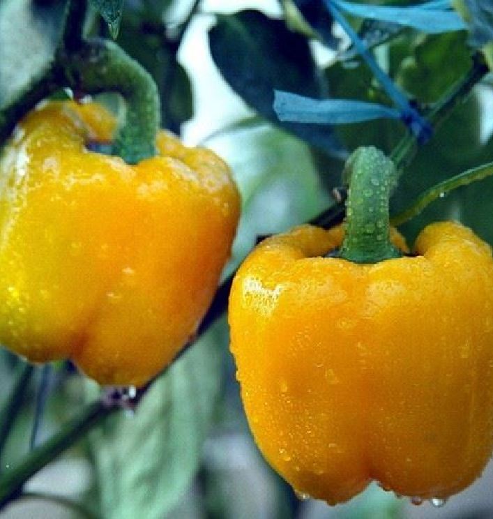 "Gói 10 Hạt " Hạt giống ớt ngọt đà lạt 10 hạt