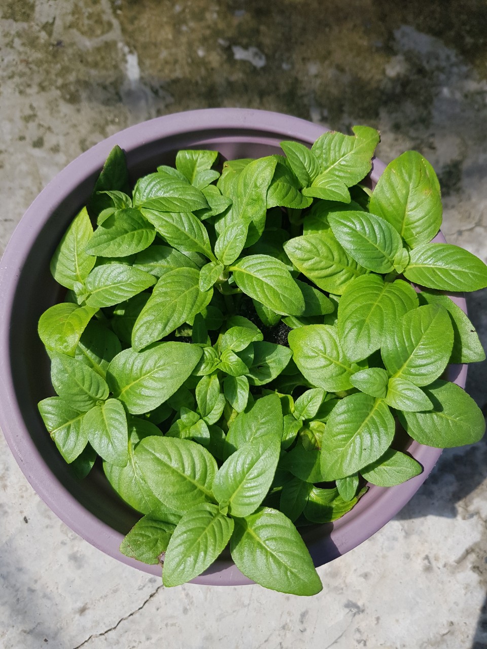 Cây Rau Quế Vị ( Xá Xị) - Chậu Rau