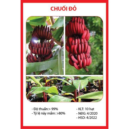 Hạt Giống Chuối Đỏ - 10 Hạt
