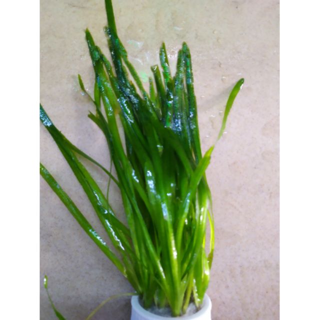 Cây thủy sinh Hẹ nước thẳng