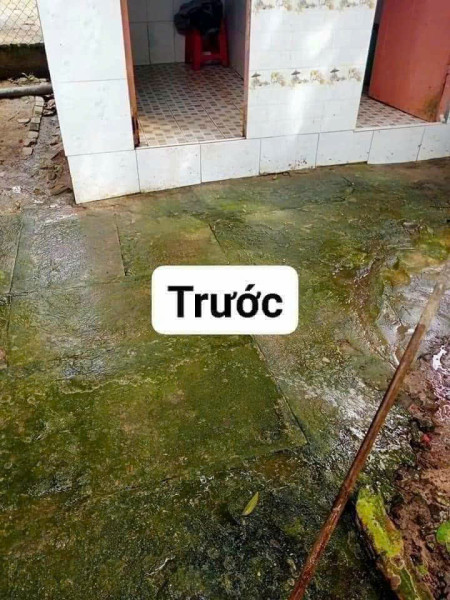 Bột tẩy rong rêu