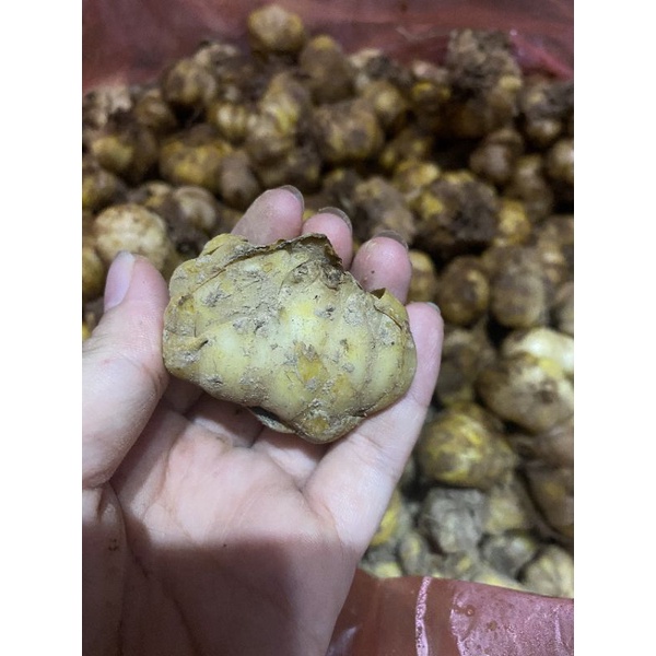 Củ Hoa Loa Kèn Trắng Chịu Nhiệt