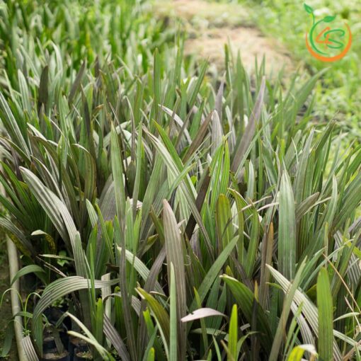 cây giống Cọ Bạc (kè bạc)
