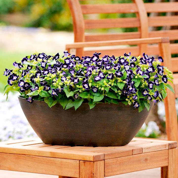 Gói 10 hạt giống hoa mắt nai