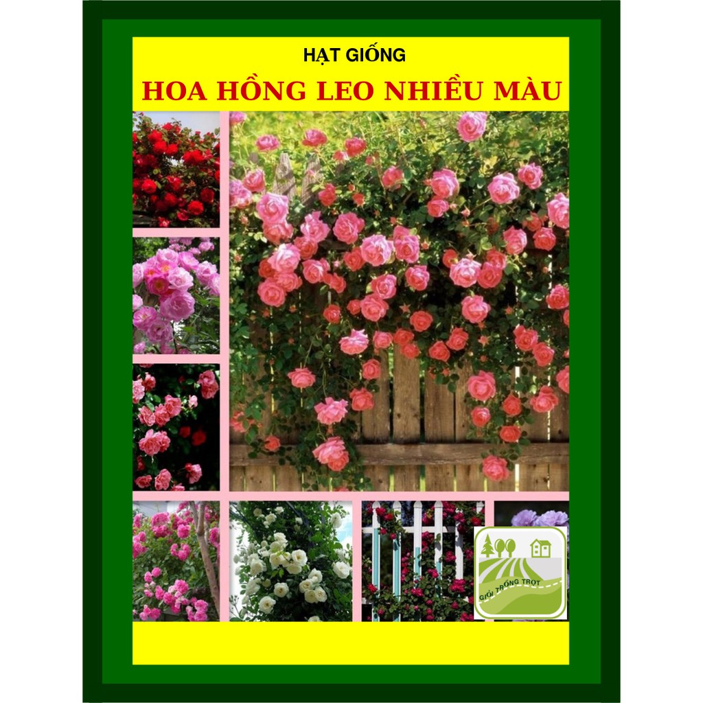 Hạt giống hoa hồng leo nhiều màu 10 hạt