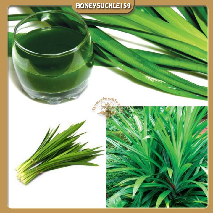 Tinh Chất Thái Lan Lá Dứa 60ml