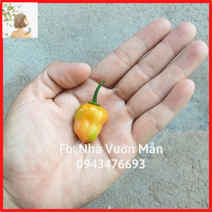 5 Hạt Ớt Habanero Yellow Mini (Siêu Cay)