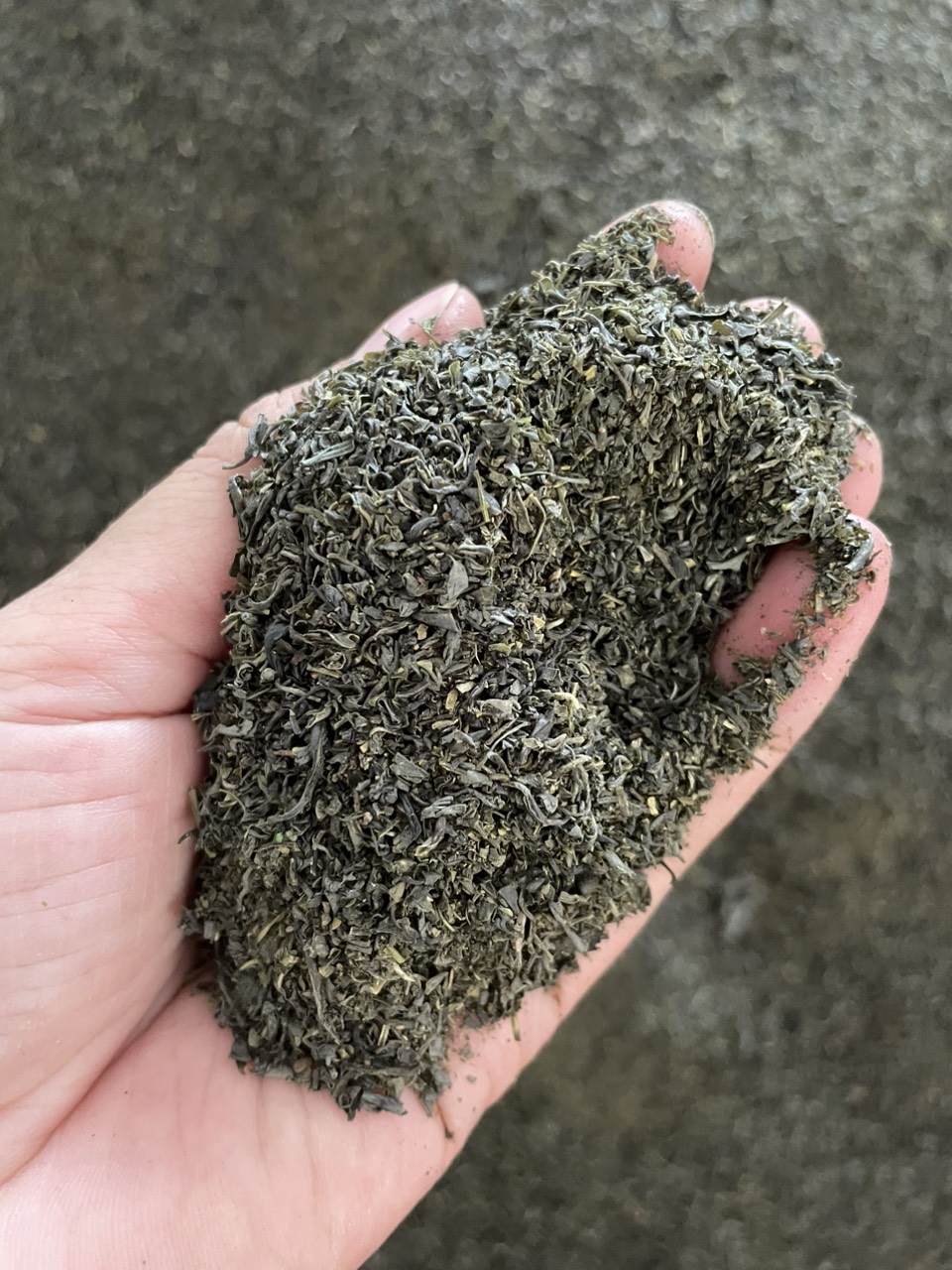 [TRÀ BẮC] 1KG Trà Cám-Trà Thái Nguyên