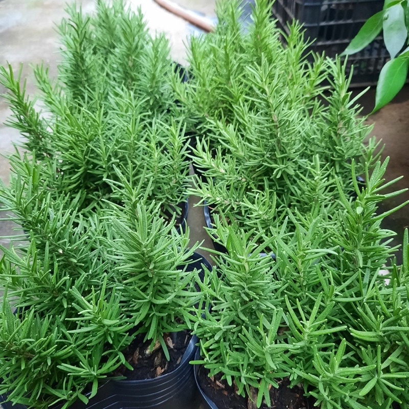 Rosemary Plant