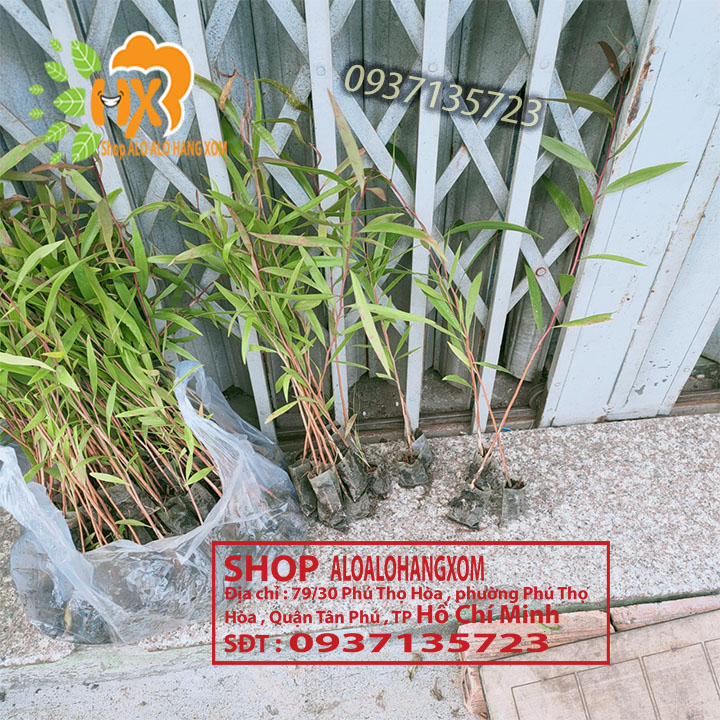Combo 50 cây tràm úc -cây giống