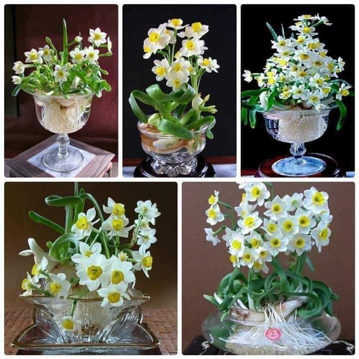 Combo 5 củ củ hoa thủy tiên