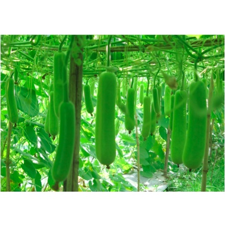 Cây bầu trưởng thành đang hoa - Trang Flowers