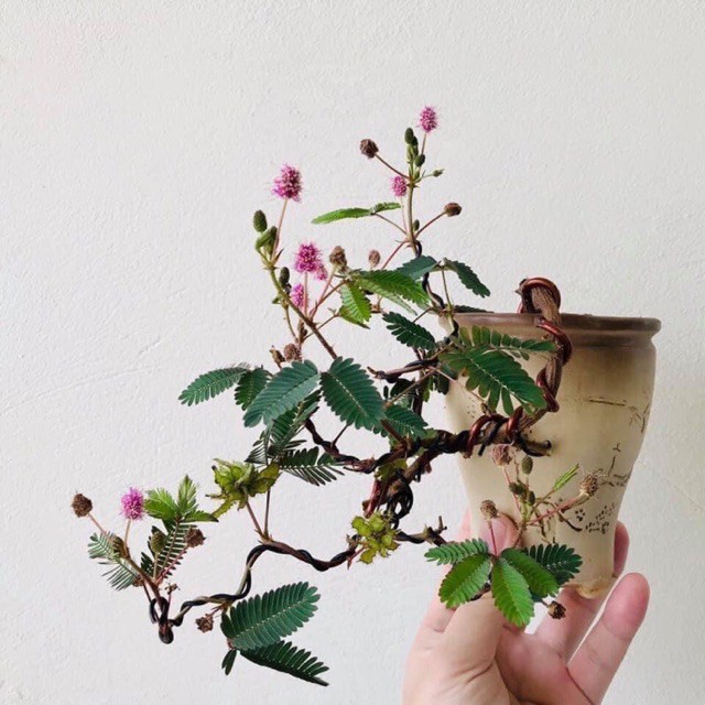 cây giống hoa trinh nu( ảnh cuối )