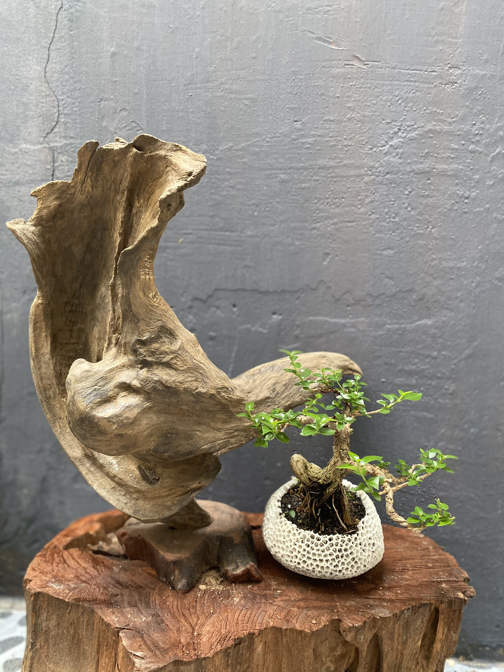 Gỗ Lũa Trang Trí Để Bàn (Dáng Chim Ưng)