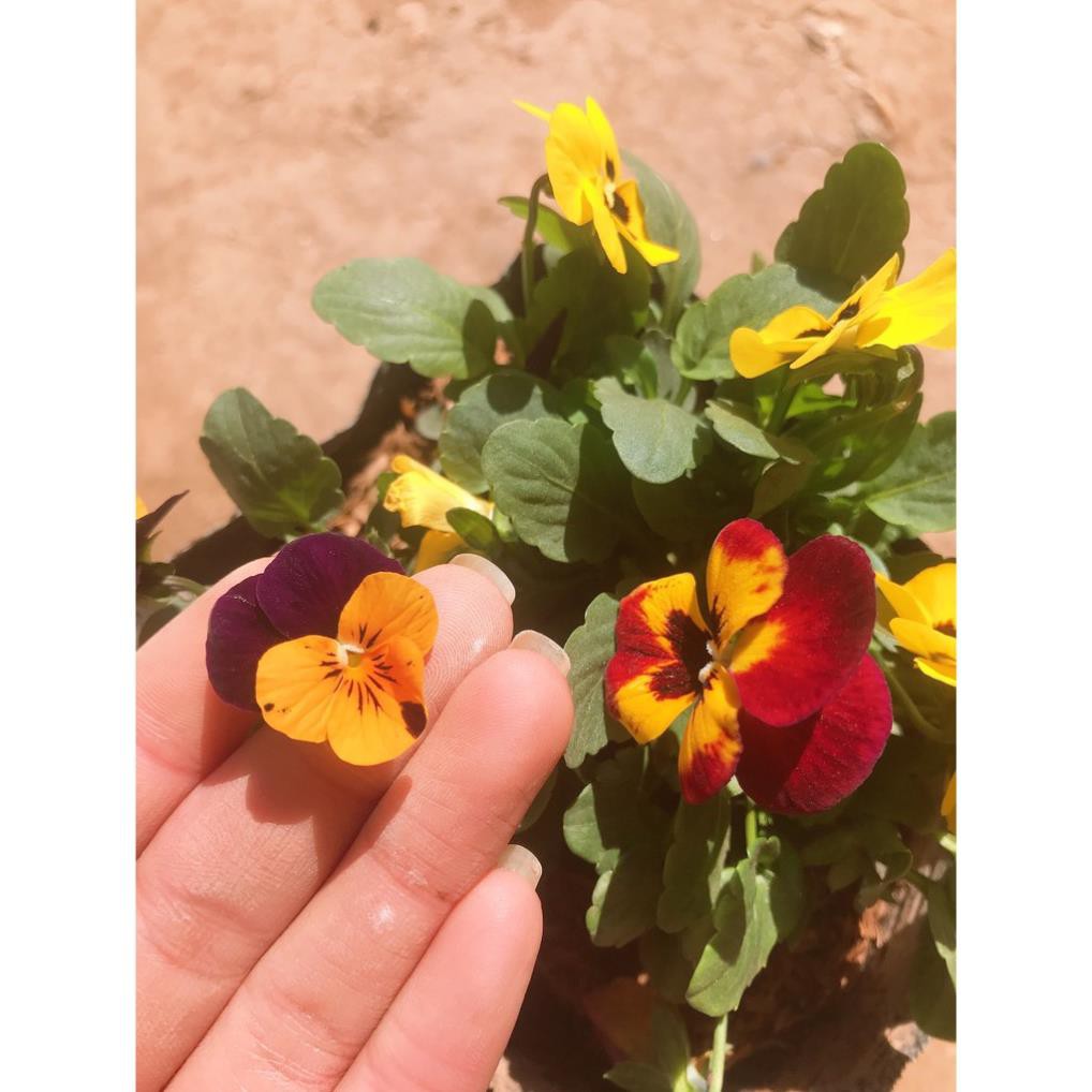 [ Xả - Cắt Lỗ ] Hoa Pansy - "Khuôn mặt của thiên thần"
