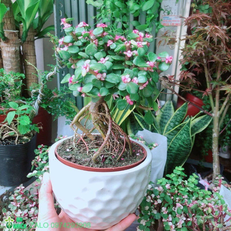 Chậu cây cành vàng lá ngọc