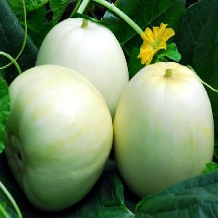 Hạt giống Dưa Lê Siêu Ngọt SV99 F1