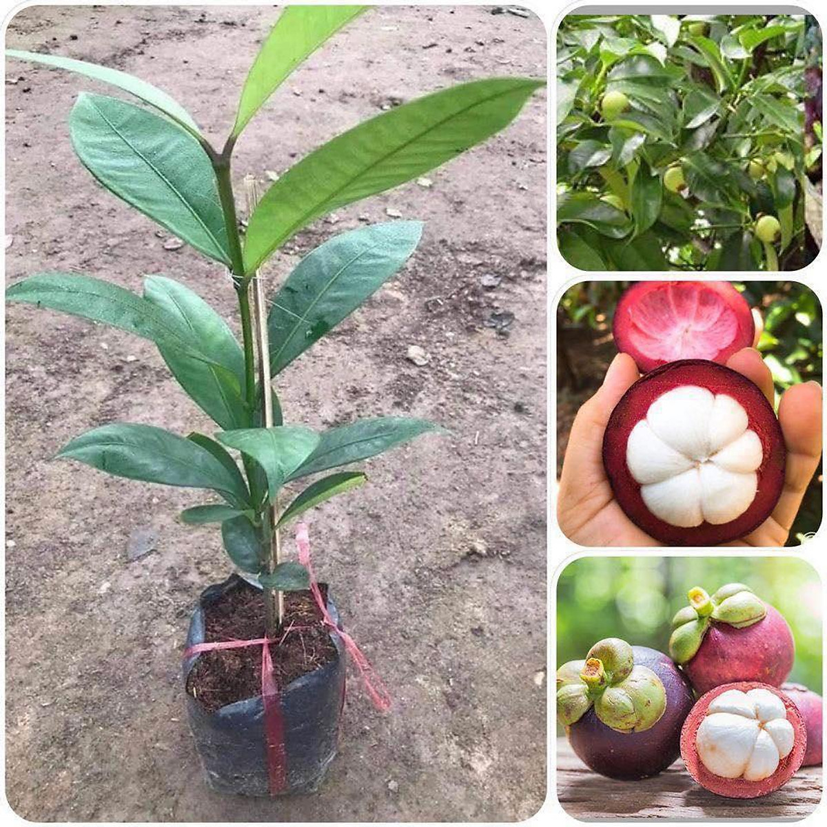 Cây măng cụt giống
