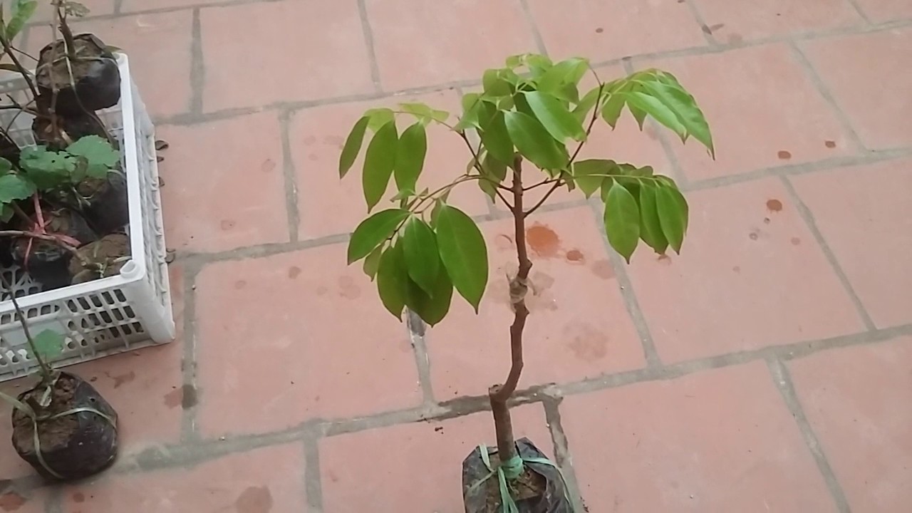 Cây VẢI THIỀU KHÔNG HẠT CẤY MÔ  (tem chuẩn giống)