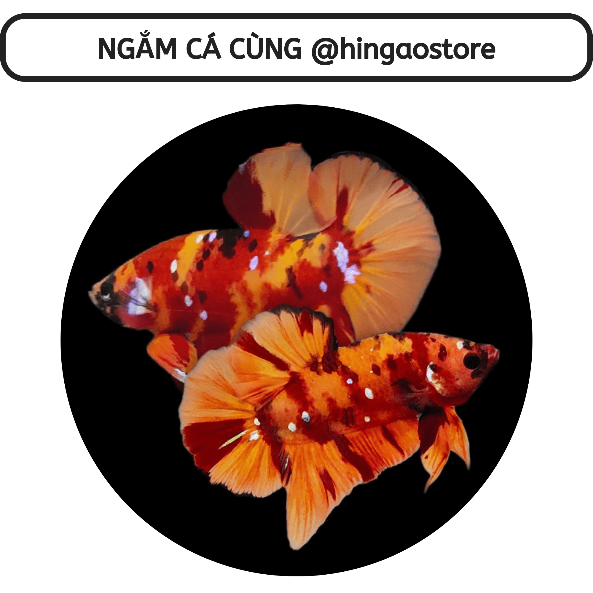 Dung dịch Super One dưỡng cá - ship cá | Hingaostore.