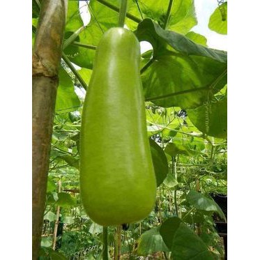 HạT GiốNg BầU BốN MùA TháI Lan