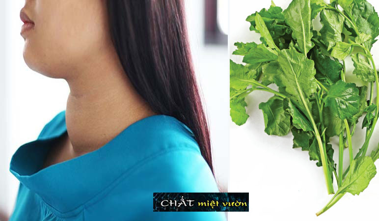 Cây cải trời giống (cây cao 20-30cm như hình)