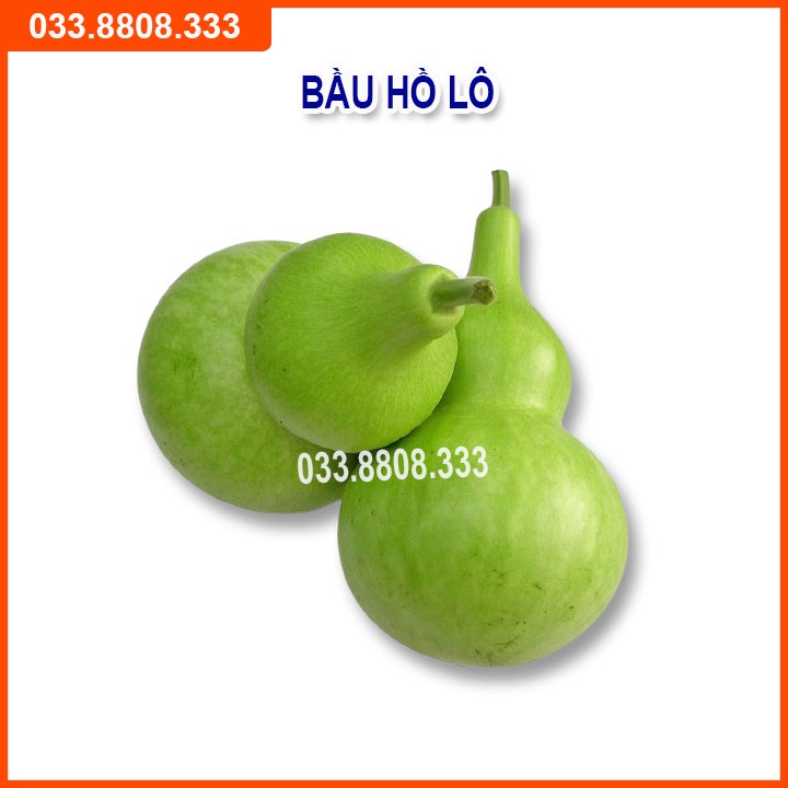 4 Loại Hạt Giống Bầu Bí ( Bí Hồ Lô - Bầu Sao - Bí Hạt Đậu - Bí Ngồi Xanh)
