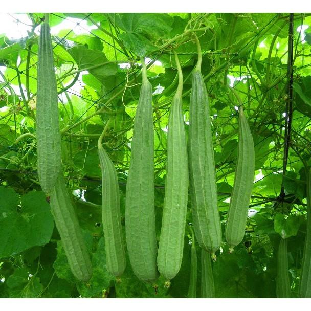 H172- 5 hạt giống mướp khía