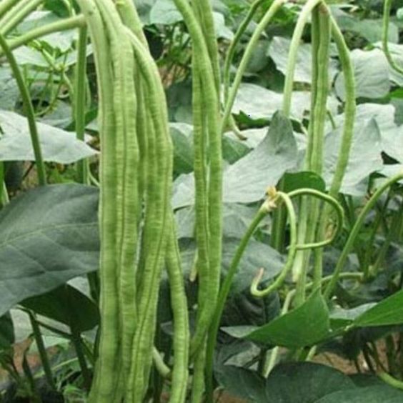 Hạt Giống Đậu Đũa Xanh leo dàn-gói 20gram