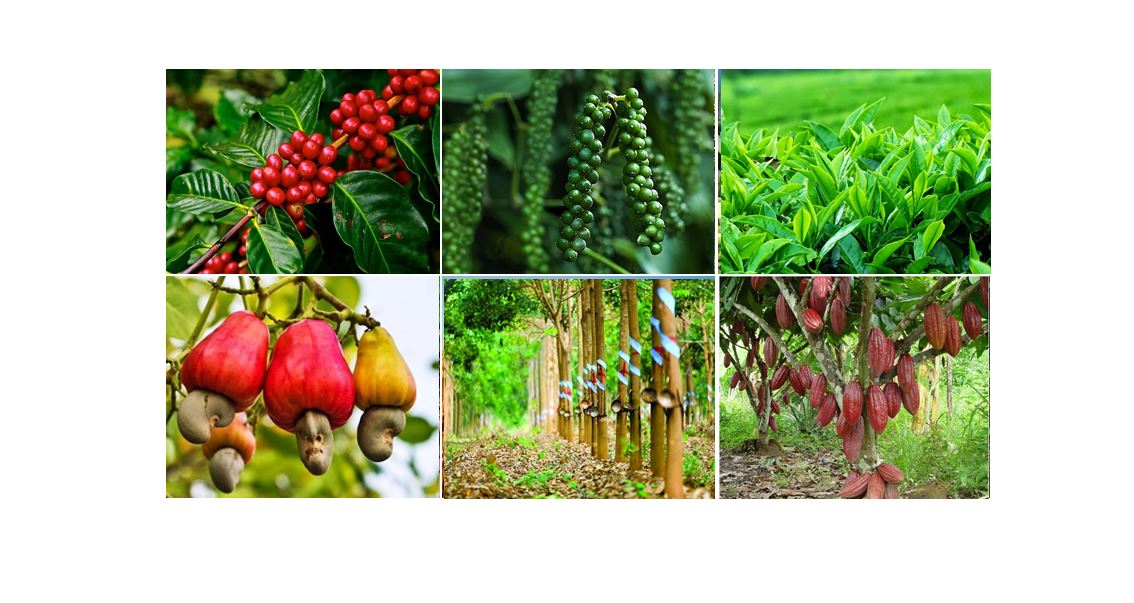 Phân vi sinh TRICHO HUMIC - Chuyên dùng rải gốc (1 Kg/gói)