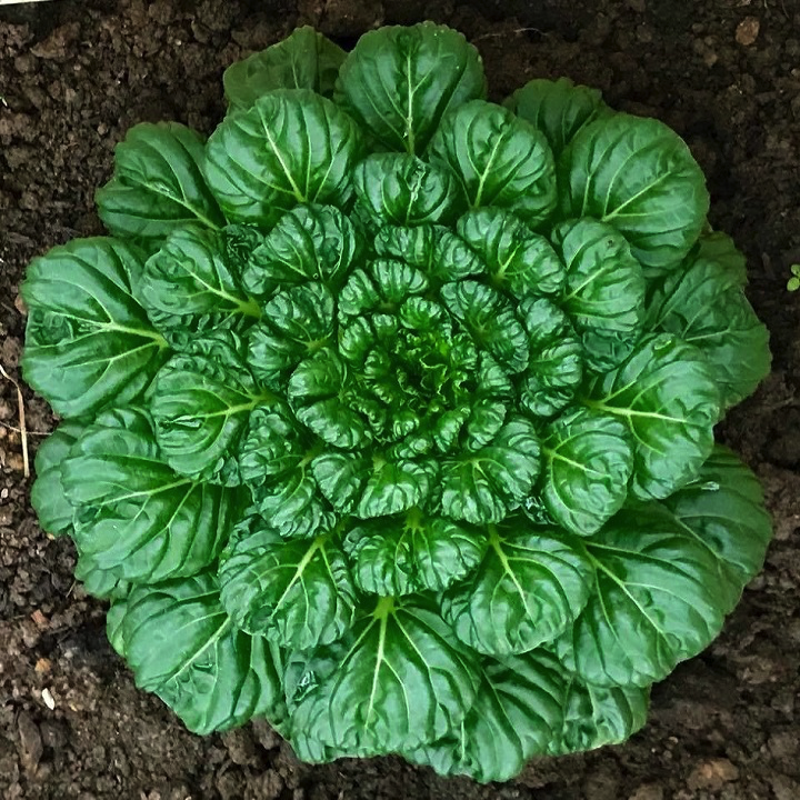 Gói 2 gram hạt giống cải hoa hồng Tatsoi - hạt giống hữu cơ Mỹ