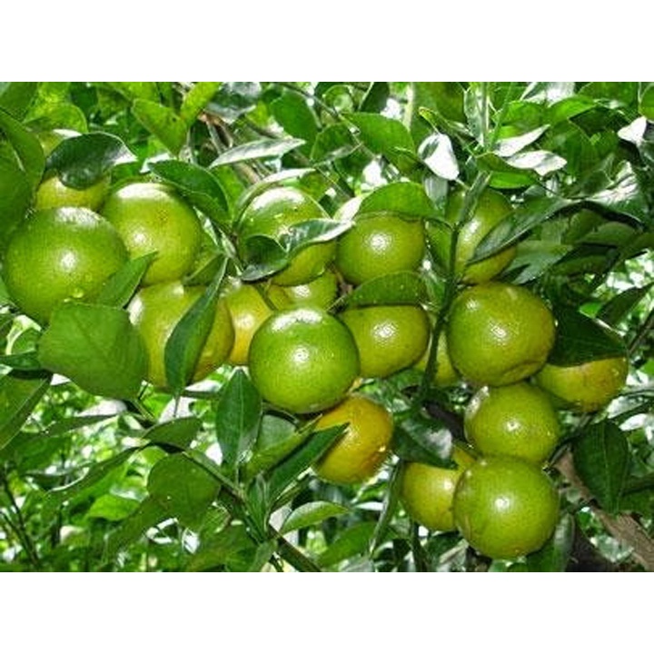 Cây giống chanh tứ quý quả chùm- cây to sẵn hoa và quả non