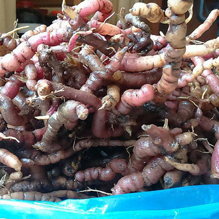 củ ba kích tím tươi 1kg
