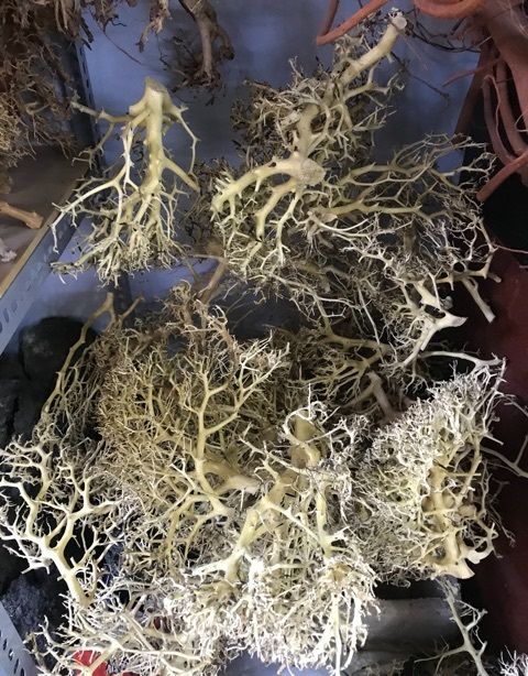 Lũa xương chùm / Lũa tán quýt (100g) 🔥 Chuyên ghép tán bonsai thuỷ sinh