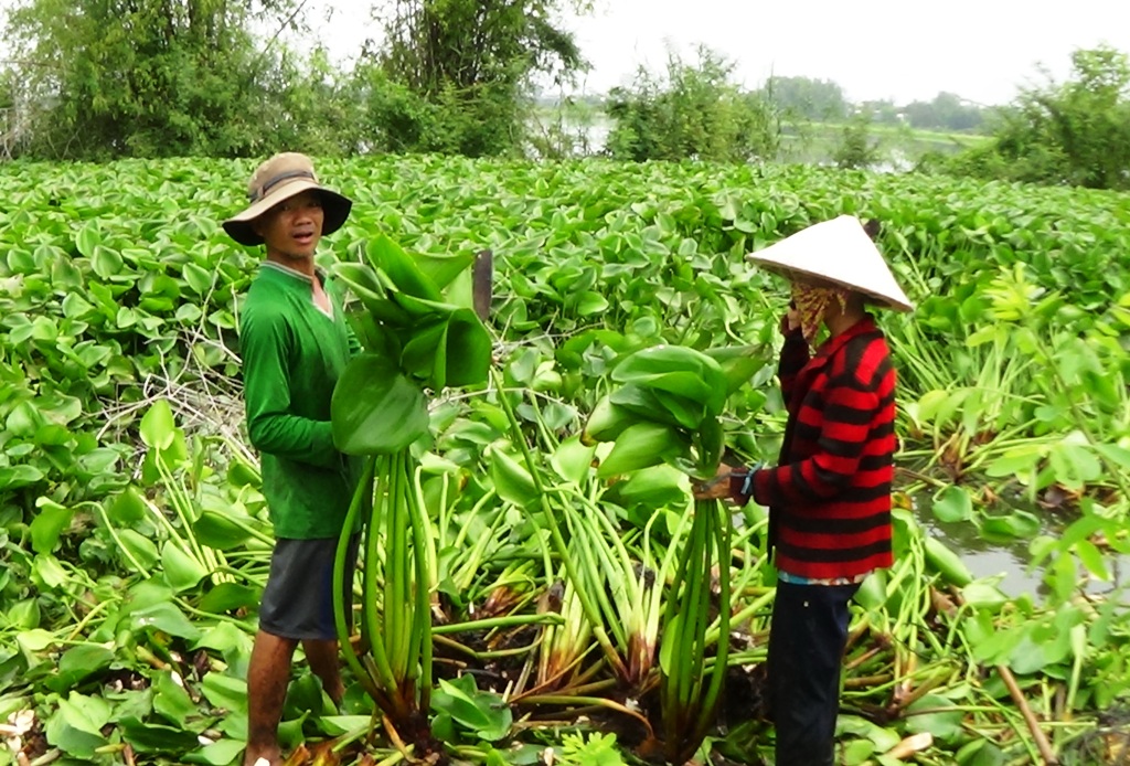 Thảm Lục Bình Chụp Ảnh Lót Sàn Vintage