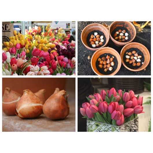 Củ hoa tulip (tuylip) Hà Lan được chọn màu( ra hoa sau 20-25 ngày)