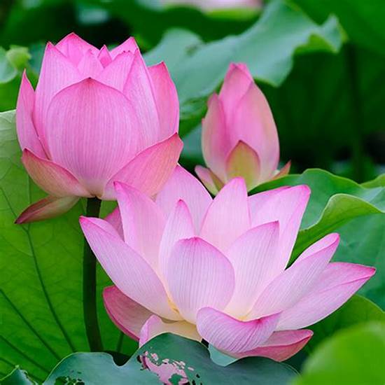 Hạt giống hoa sen ta - dễ trồng, hoa đẹp