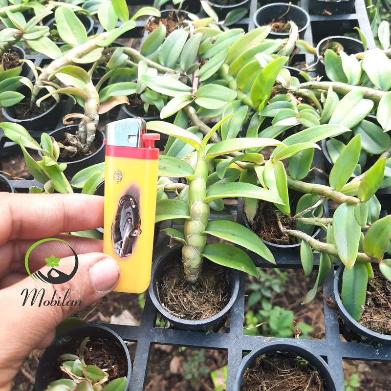 Lan phi điệp- giả hạc nù taly