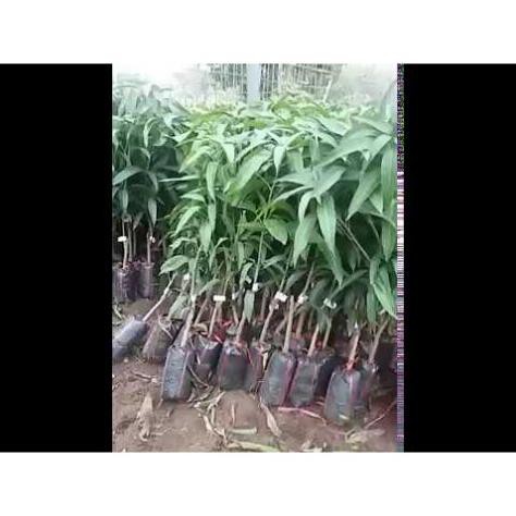 Cây giống xoài tím