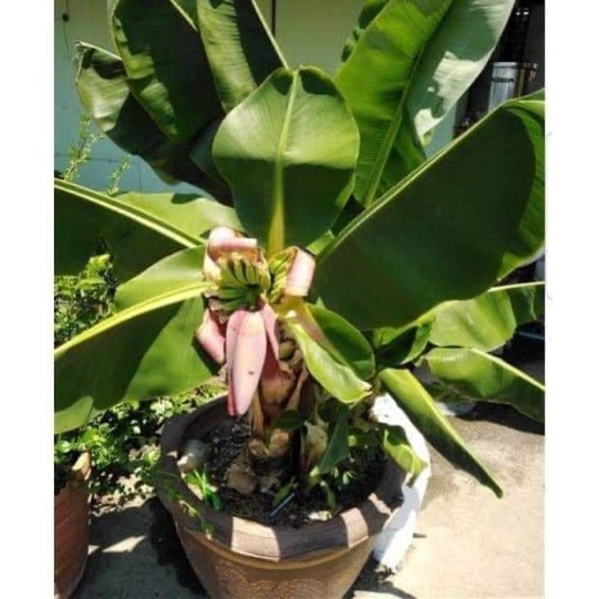 Cây chuối cảnh mini (chuẩn giống )