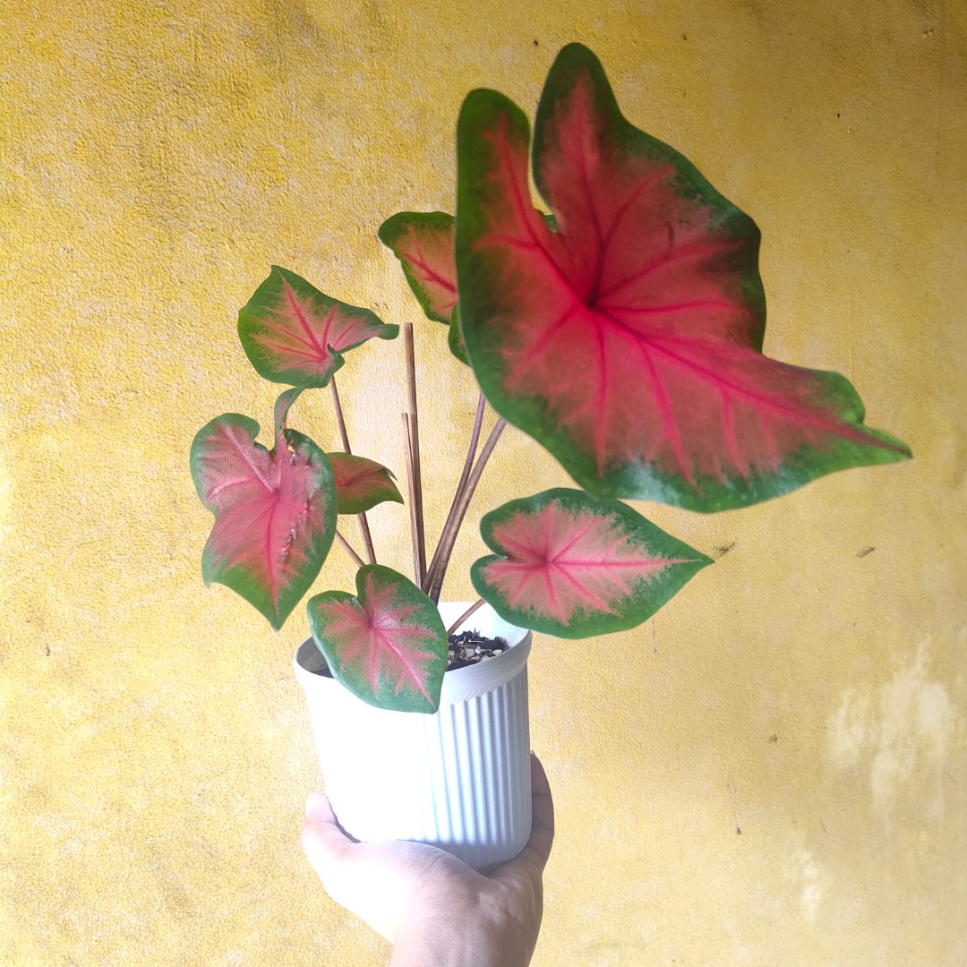 Cây kiểng lá môn đỏ Caladium Flamingo