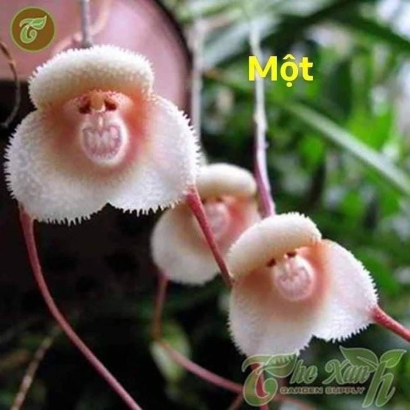 Hoa lan mặt khỉ Chơi Tết